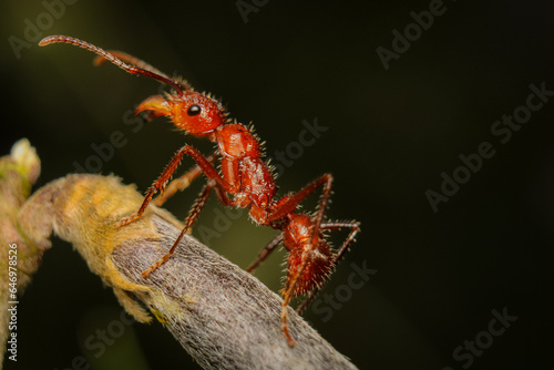 red ant on a leaf © Bu Pinto