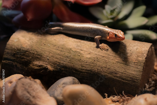 Portrait of a Broad Headed Skink in the wild.