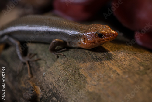 Portrait of a Broad Headed Skink in the wild.