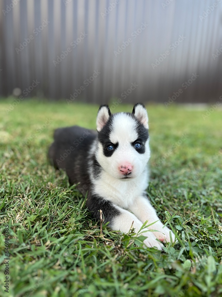 Cute black and white husky puppy with blue eyes isolated on a blurred background 