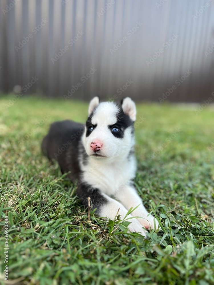 Cute black and white husky puppy with blue eyes isolated on a blurred background 