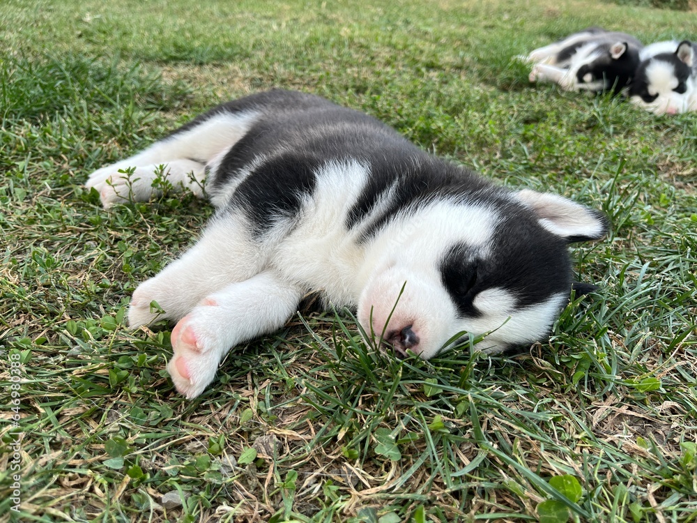 Cute black and white husky puppy with blue eyes isolated on a blurred background Cute black and white husky puppy with blue eyes isolated on a blurred background