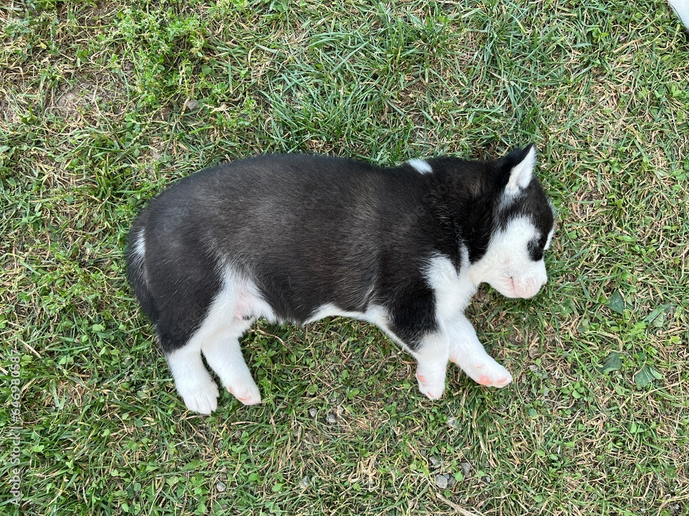 Cute black and white husky puppy with blue eyes isolated on a blurred background Cute black and white husky puppy with blue eyes isolated on a blurred background