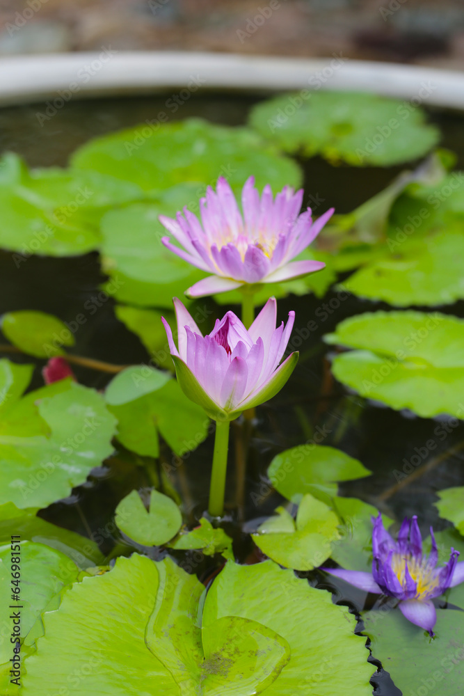 Beautiful waterlily or lotus flower with green leaves Beautiful waterlily or lotus flower with green leaves