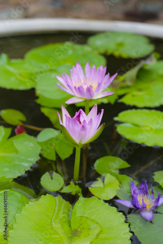 Beautiful waterlily or lotus flower with green leaves