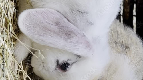 Close-up of a family of fluffy rabbits with big ears. Two beautiful bunnies are eating hay