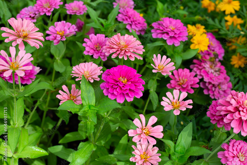 Zinnia flower in the garden Zinnia flower in the garden