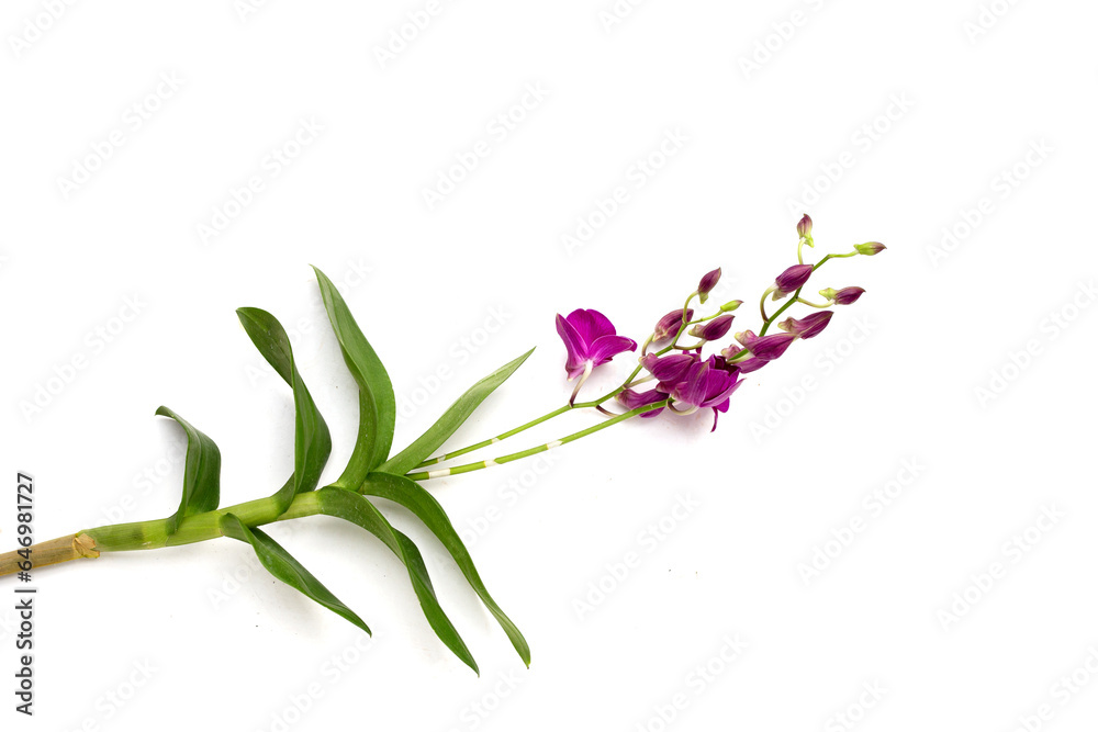 Fototapeta premium Beautiful orchid flower on white background.