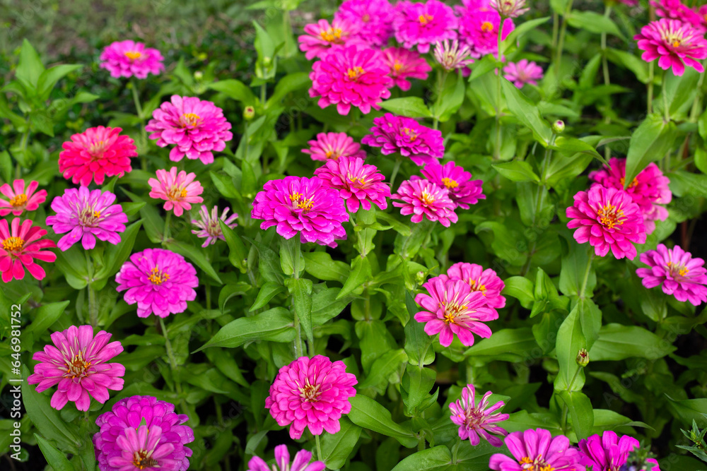 Zinnia flower in the garden