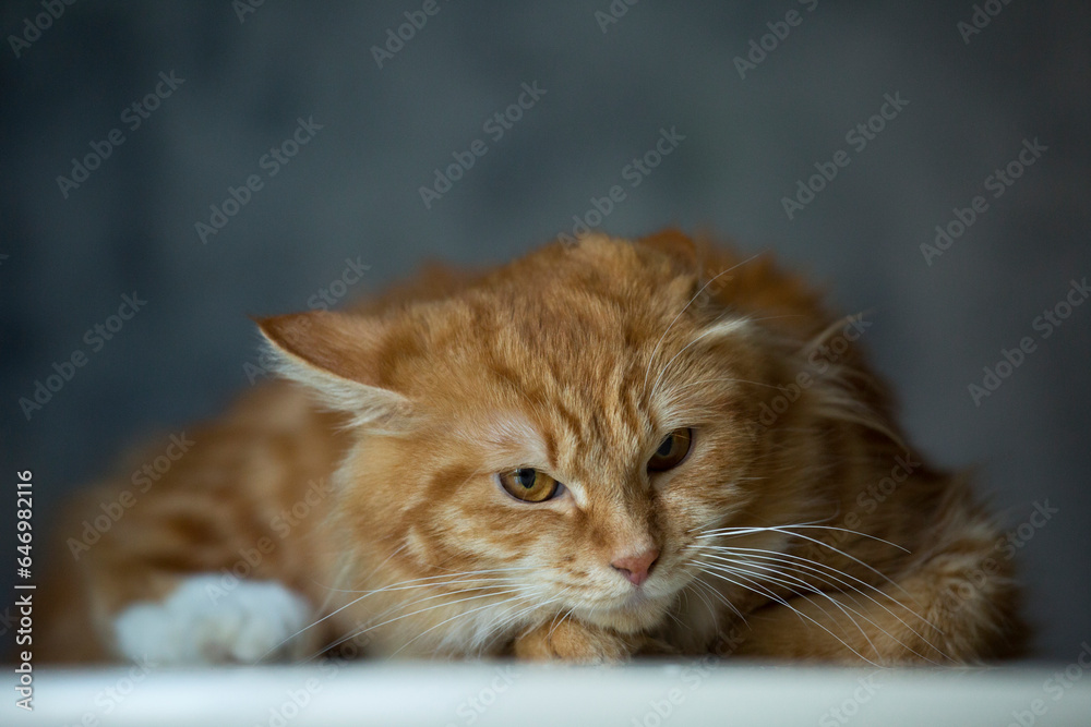Portrait of a ginger fluffy  cat making a funny face looking grumpy or angry 