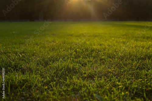 Natural green grass with bokeh background on a sports field, sunset light