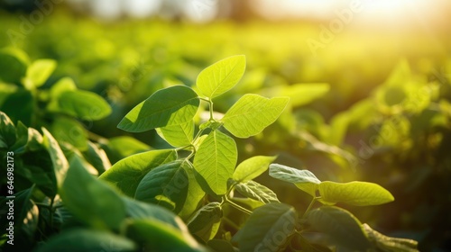 Agricultural soy plantation...