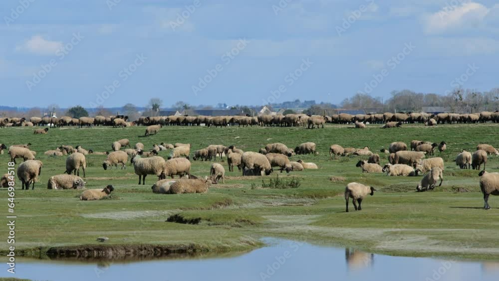 Sheep graze beneath the shadow of Mont Saint-Michel, creating a serene and pastoral sight
Sheep graze beneath the shadow of Mont Saint-Michel, creating a serene and pastoral sight