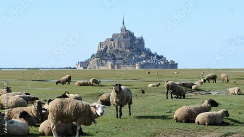 A picturesque landscape unfolds around Mont Saint-Michel, with sheep dotting the fields
