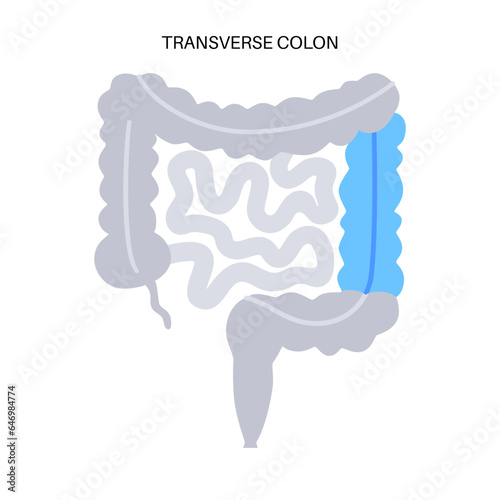 Large intestine anatomy