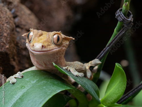 crested gecko on an orchid