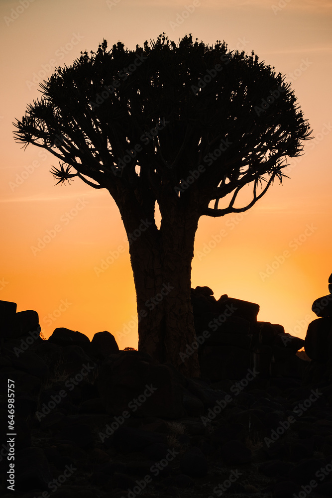 Quiver tree (Aloe Dichotoma) forest at sunset, Keetmanshoop, Namibia. A recognized Namibia landmark.