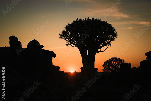 Quiver tree (Aloe Dichotoma) forest at sunset, Keetmanshoop, Namibia. A recognized Namibia landmark. photo