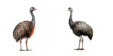 Emu, Isolated On Transparent, PNG