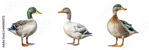 Duck, Isolated On Transparent, PNG