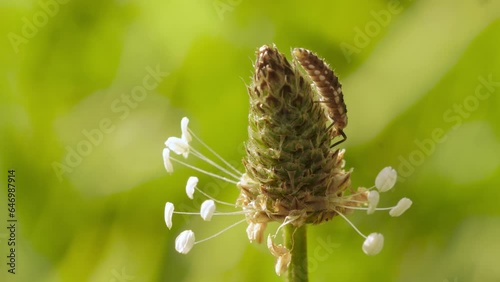 Goldeneye larva in the grass photo