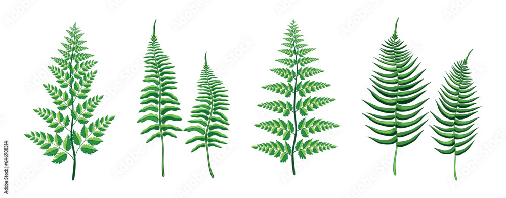Obraz premium Set of beautiful ferns in cartoon style. Vector illustration of green and fresh fern branches of different shapes and sizes isolated on white background. Tropical plants.