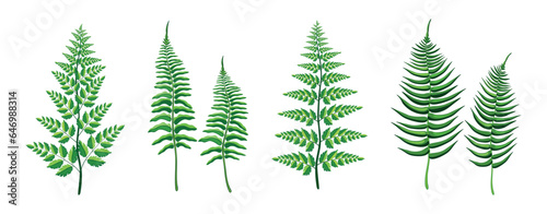 Set of beautiful ferns in cartoon style. Vector illustration of green and fresh fern branches of different shapes and sizes isolated on white background. Tropical plants.