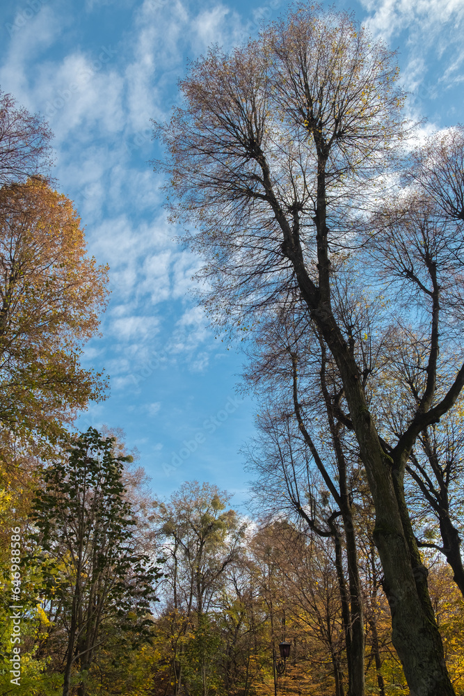 custom made wallpaper toronto digitalBeautiful autumn urban park and blue sky. Vertical photo