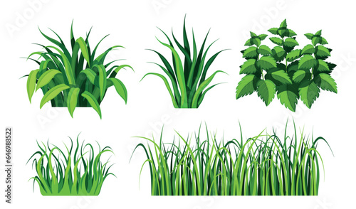 Set of beautiful blades of grass in cartoon style. Vector illustration of spring and summer green grasses and bushes with leaves of different shapes and sizes isolated on white background.