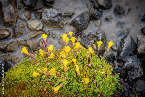 Yellow Monkey Wildflower. Seen in the high alpine area of Mt. Baker, it sports spectacularly-bright, bearded flowers from late spring through summer that are favored by pollinators. photo