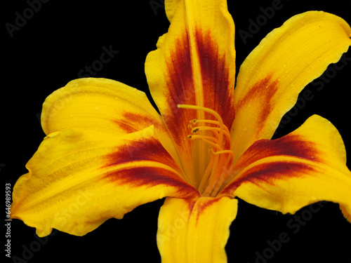yellow and red lily isolated on black