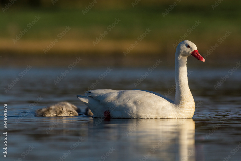 Coscoroba swan with cygnets swimming in a lagoon , La Pampa Province, Patagonia, Argentina. Coscoroba swan with cygnets swimming in a lagoon , La Pampa Province, Patagonia, Argentina.