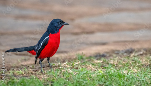 A beautiful Crimson Breasted Shrike on green grass