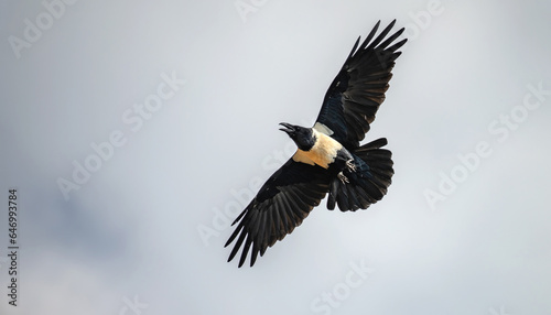 A Pied Crow caught in flight