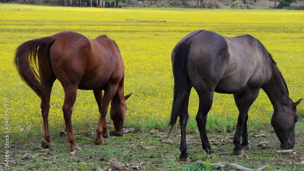 Horses grazing in Sunflower Meadow in Northern Arizona, America, USA. Horses grazing in Sunflower Meadow in Northern Arizona, America, USA.