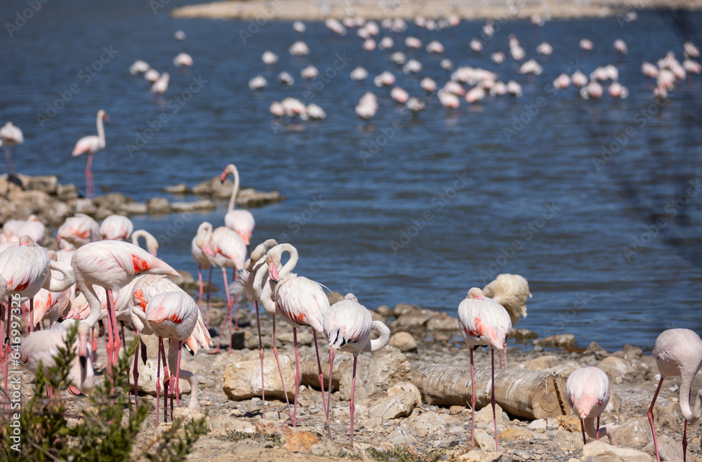 View of migration site of greater flamingos assembled on the coast of the water basin