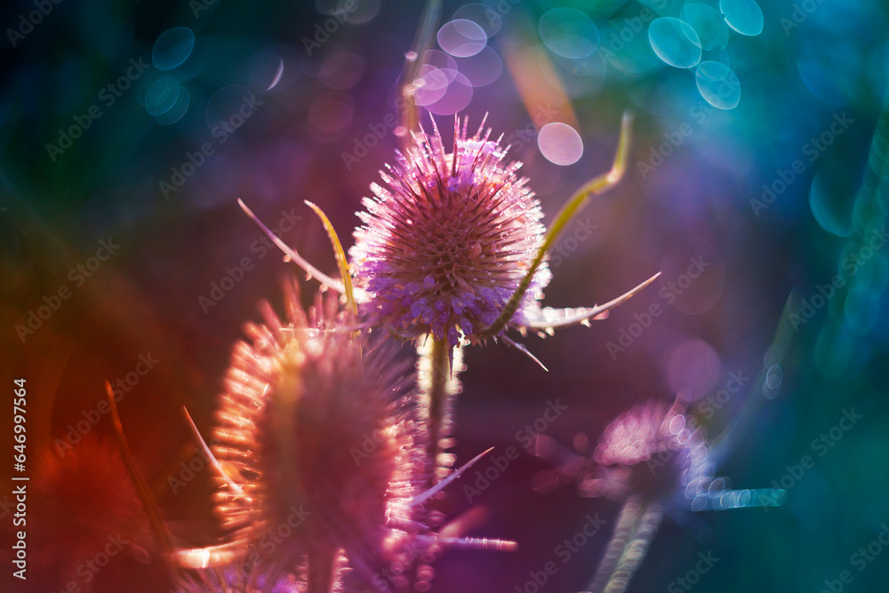 dewy plants with nice soft artistic bokeh dewy plants with nice soft artistic bokeh