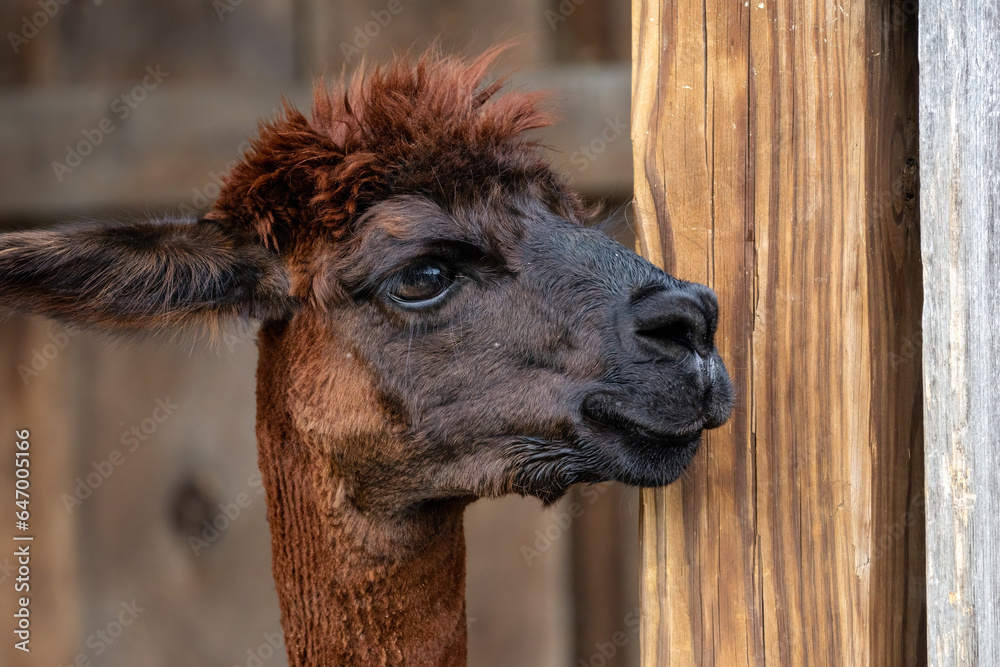 Fototapeta premium Alpaca