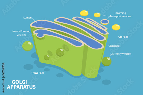 3D Isometric Flat Vector Conceptual Illustration of Golgi Apparatus, Anatomy of the Cell Nucleus photo