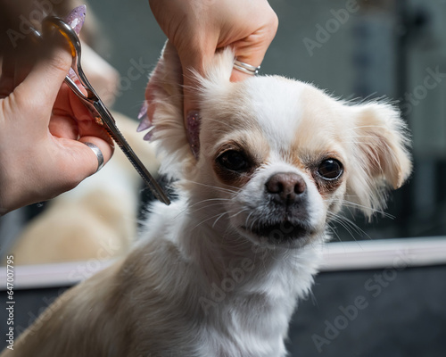 Woman cutting cute shorthair chihuahua dog in grooming salon. 