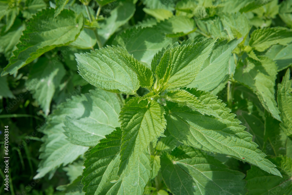 Spring Nettle Stinging nettle leaves urtica dioica pattern background. Green texture ...