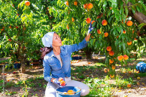 Female owner of orchard gathering harvest of ripe peaches on sunny day photo