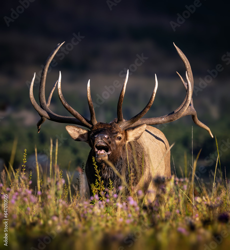 Large imperial Rocky Mountain bull elk (cervus canadensis) lip curling in meadow during fall elk rut Rocky Mountain National Park, Colorado photo