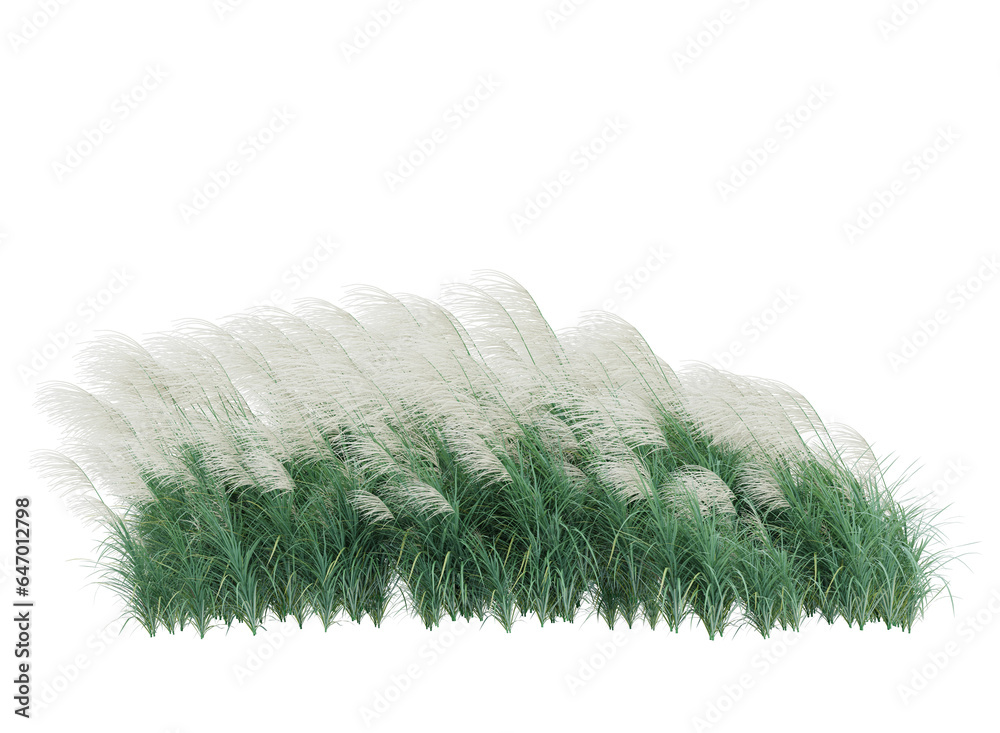 fluffy grass isolated fluffy grass isolated