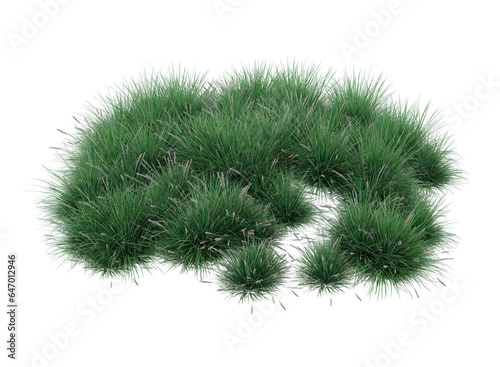 Various types of flowers grass bushes shrub and small plants isolated 