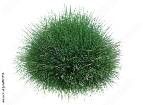 Various types grass and small plants isolated 