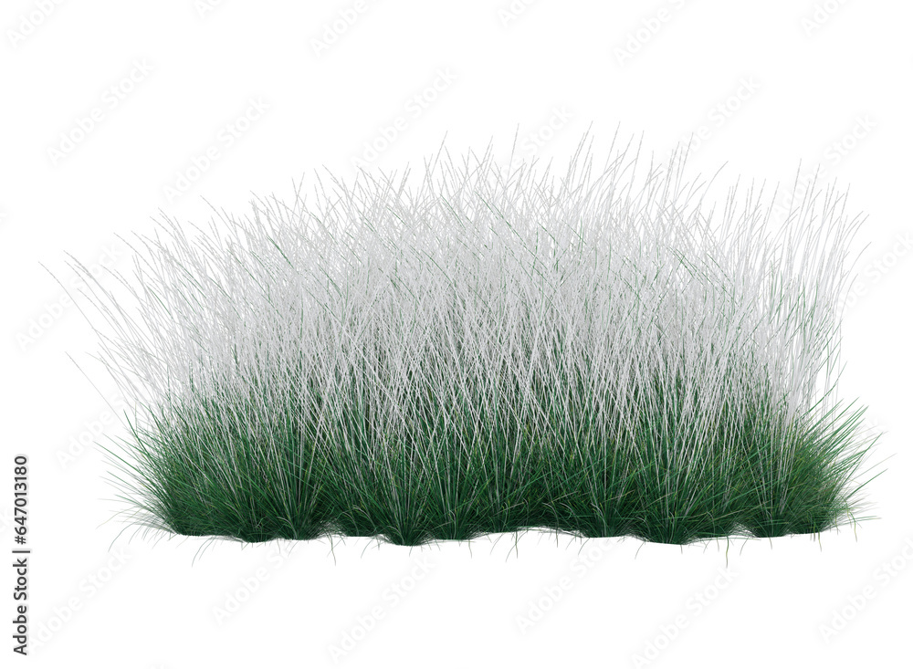 white fluffy grass white fluffy grass