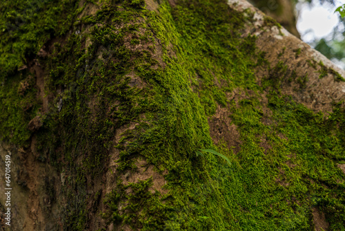 green moss on tree in the forest. © DEVIKA PRODUCTION