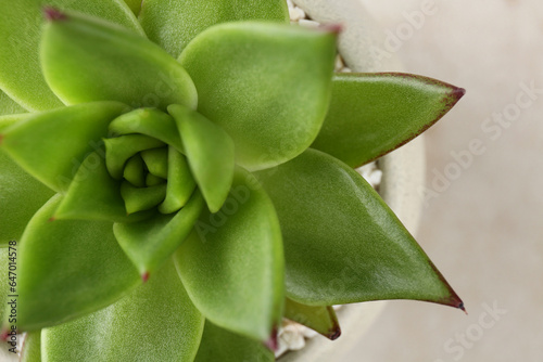 Beautiful succulent plant in pot on light background, closeup
