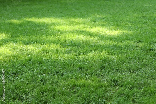 Fresh green grass growing outdoors in summer